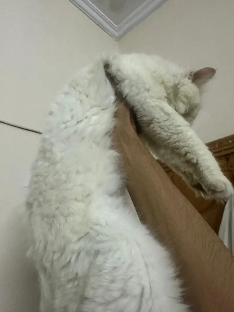 two Persian double coated — photo 6