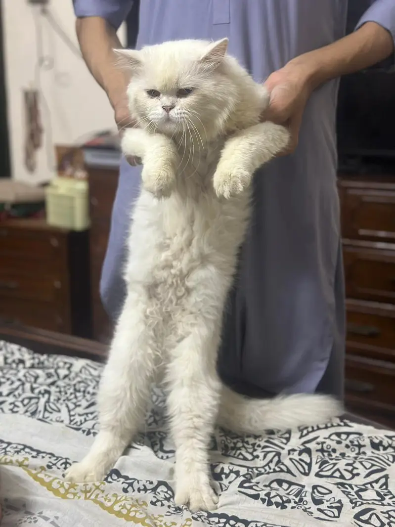 two Persian double coated — photo 7