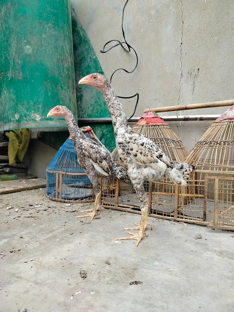 aseel shamo chicks