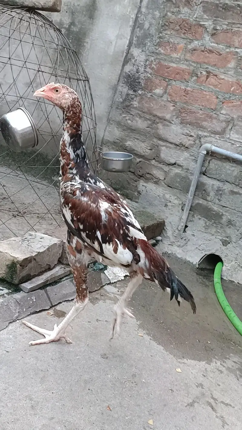 Shamoo Patha (VIP) — photo 6