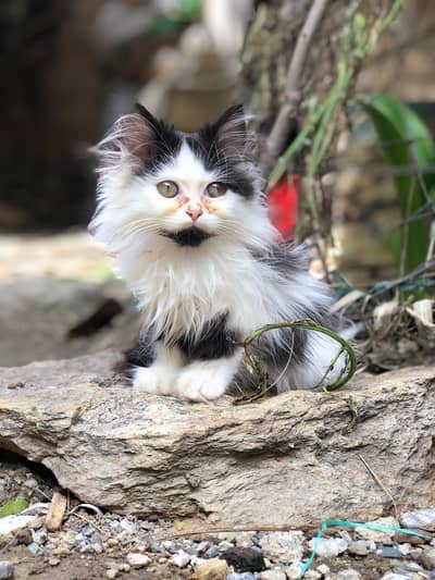 oad eyes and triple coat