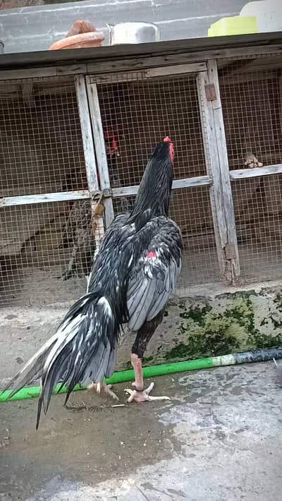 Saleta patha High Quality