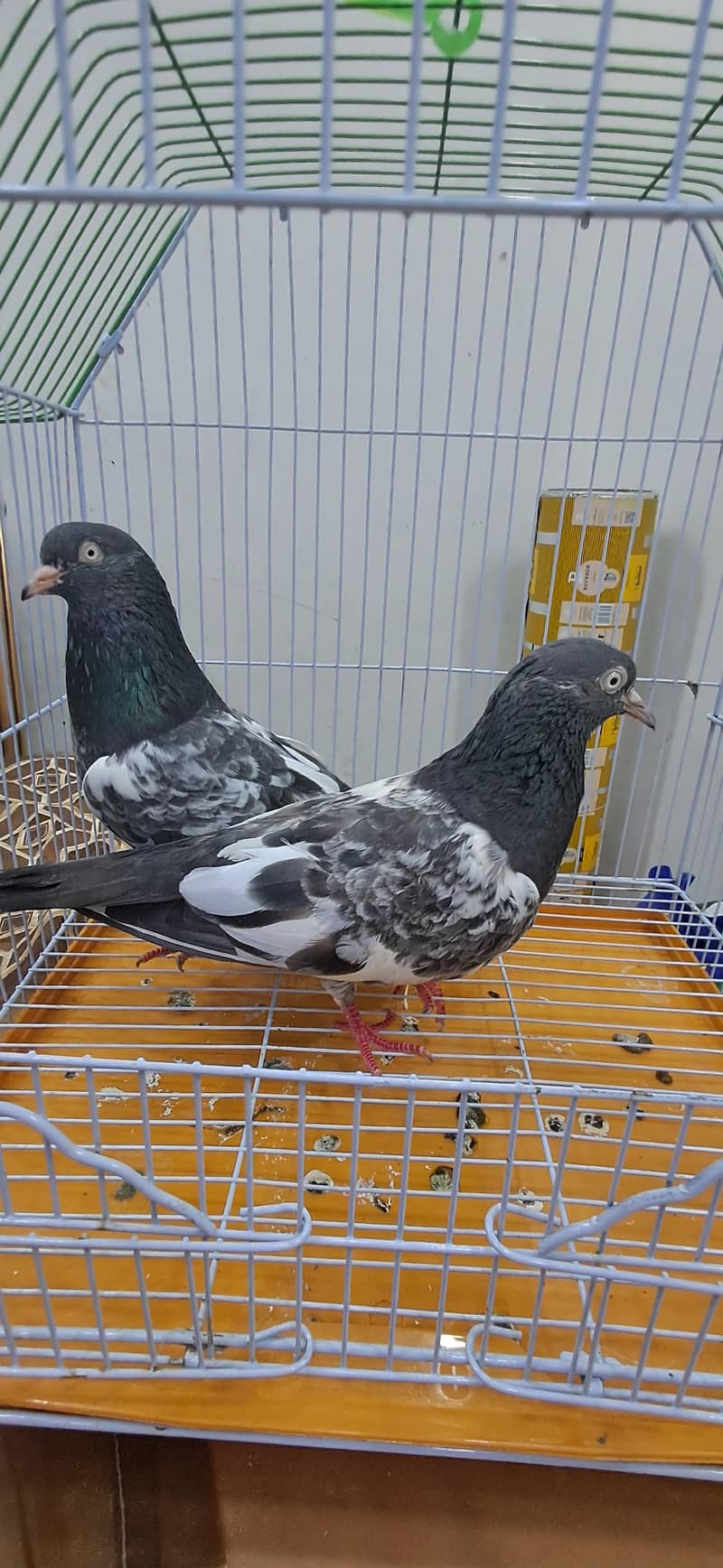 KABLI PEIGONS 0