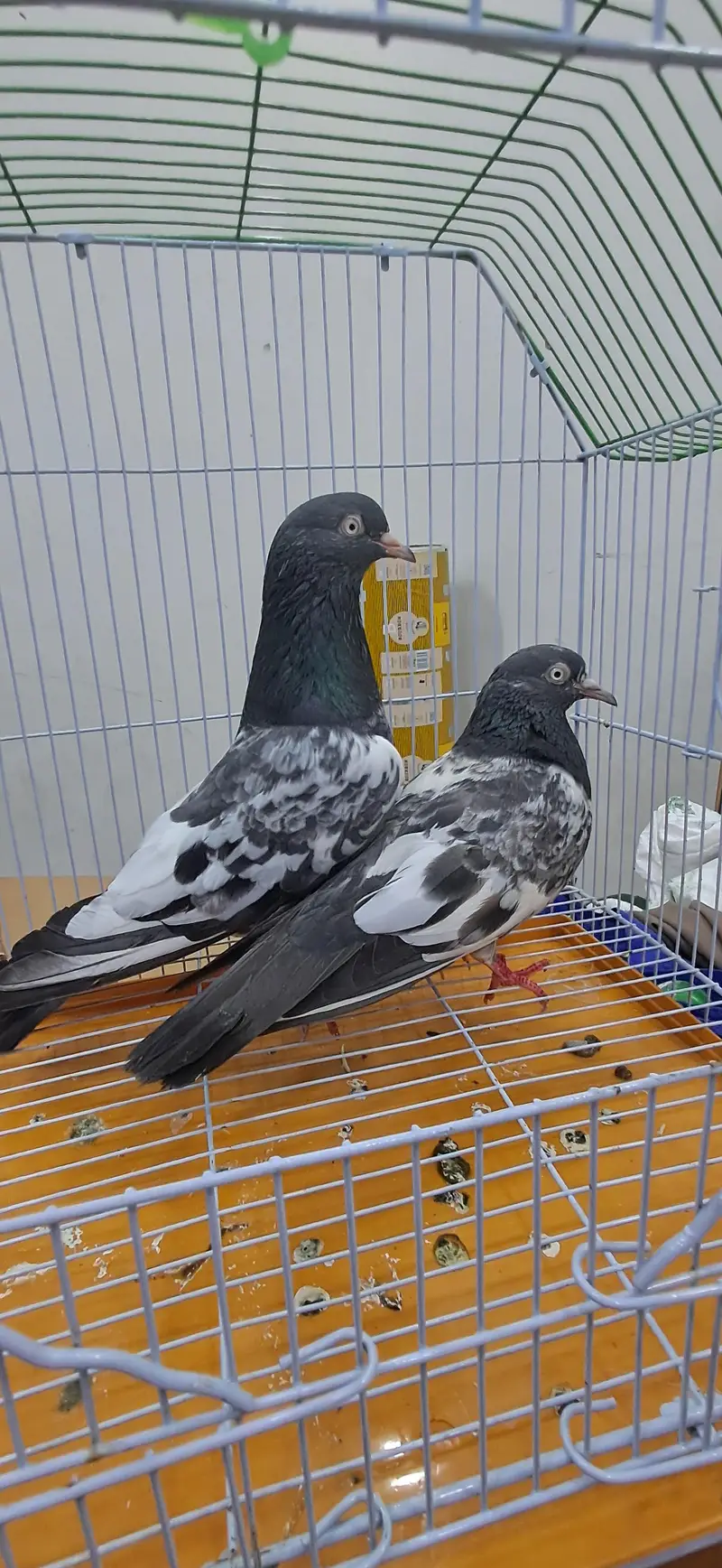 KABLI PEIGONS — photo 2
