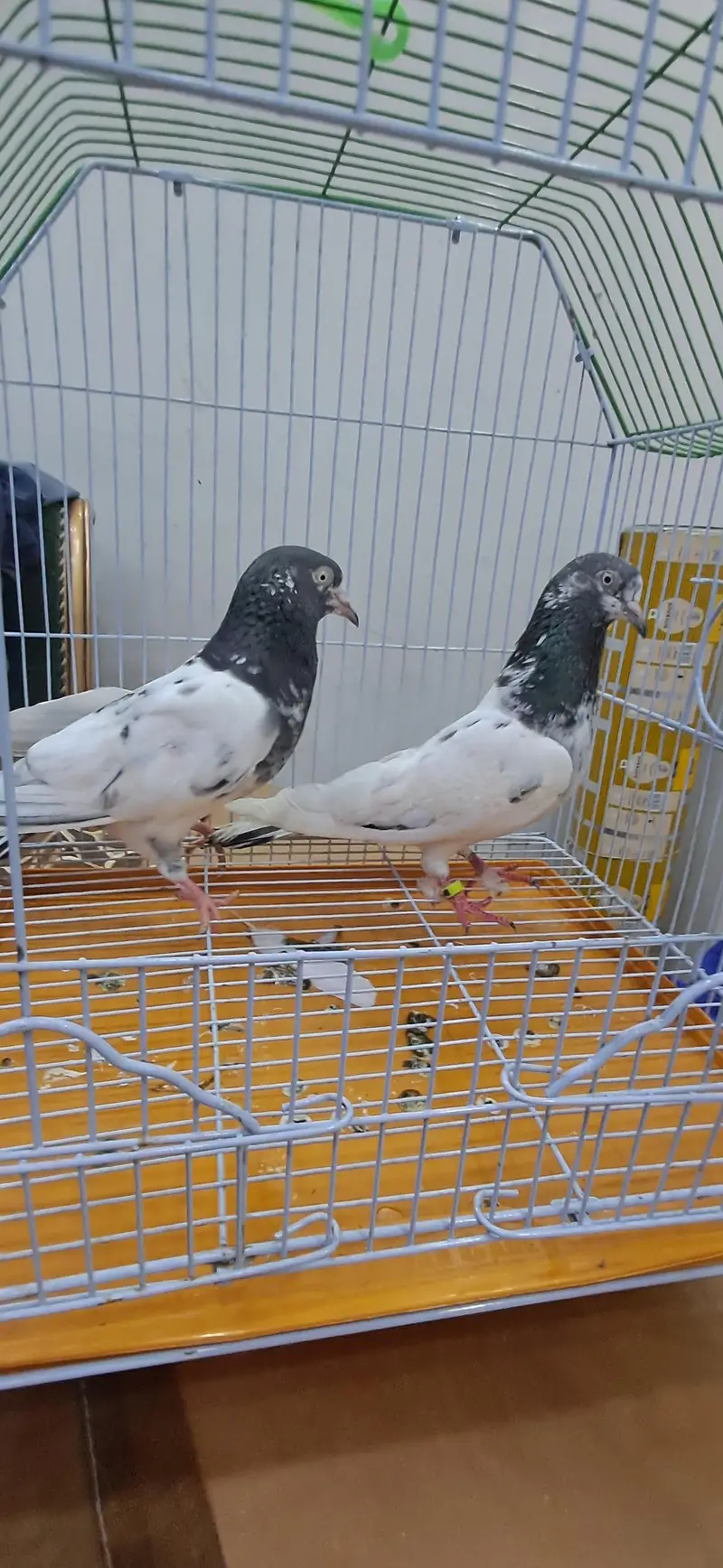 KABLI PEIGONS — photo 3