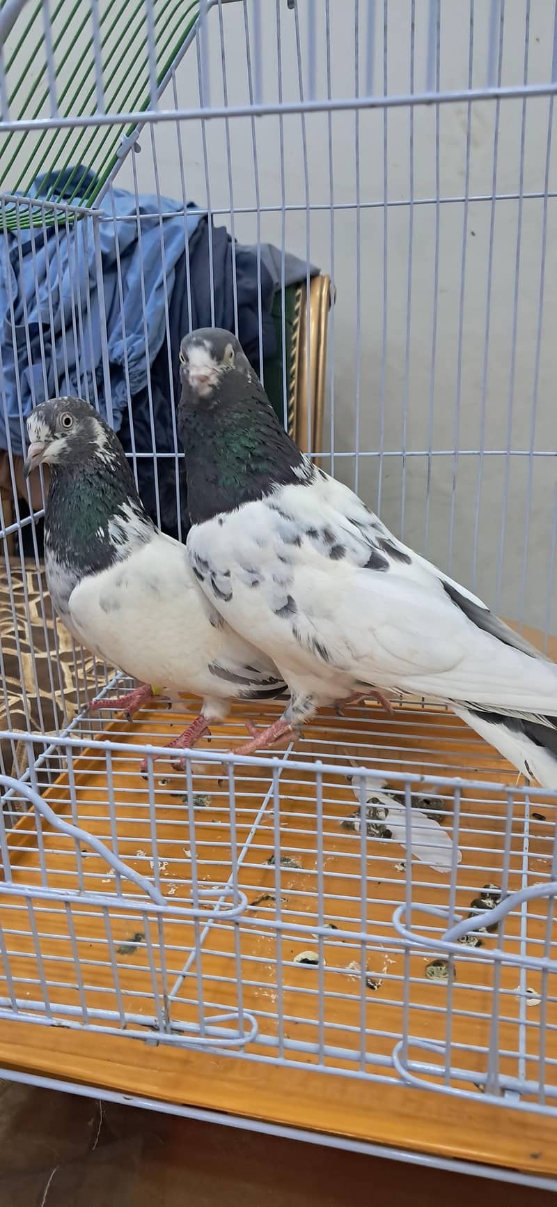 KABLI PEIGONS 3