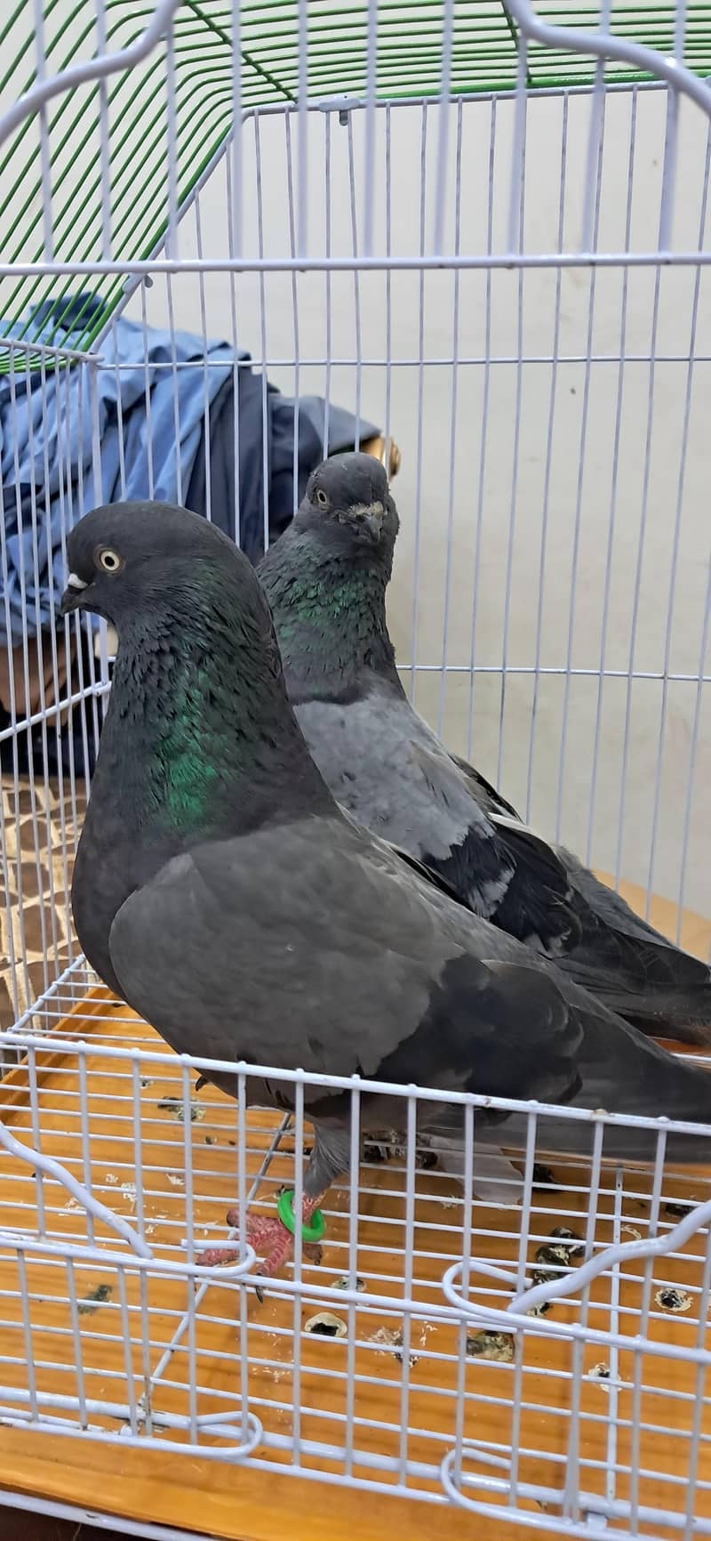 KABLI PEIGONS 4