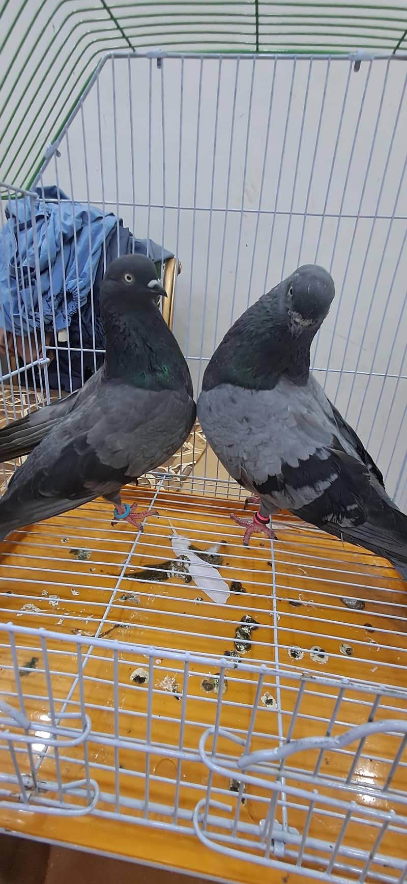 KABLI PEIGONS 5