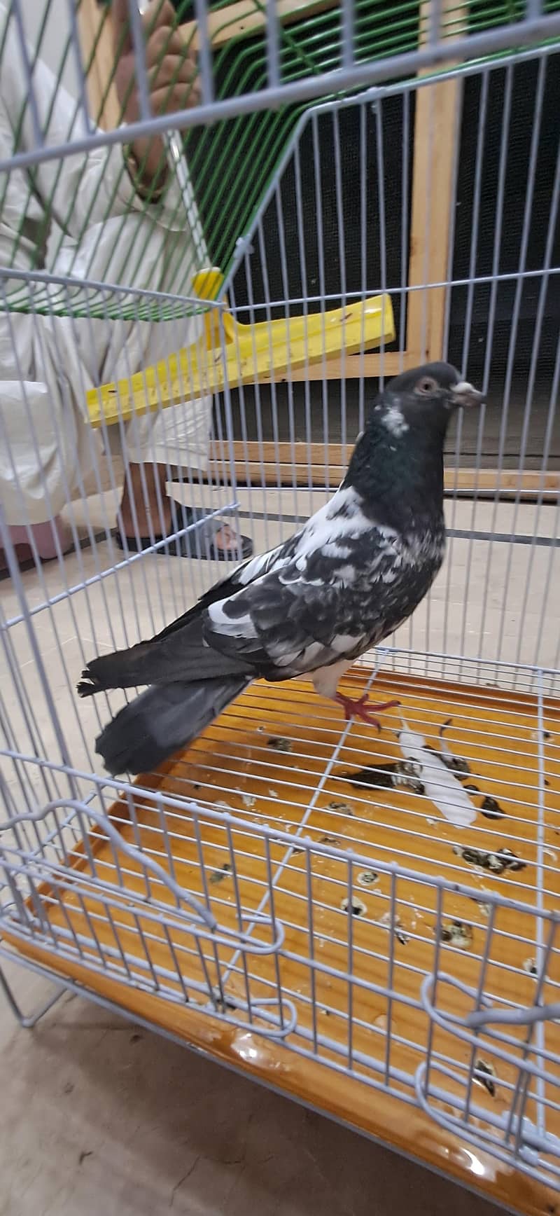 KABLI PEIGONS 6