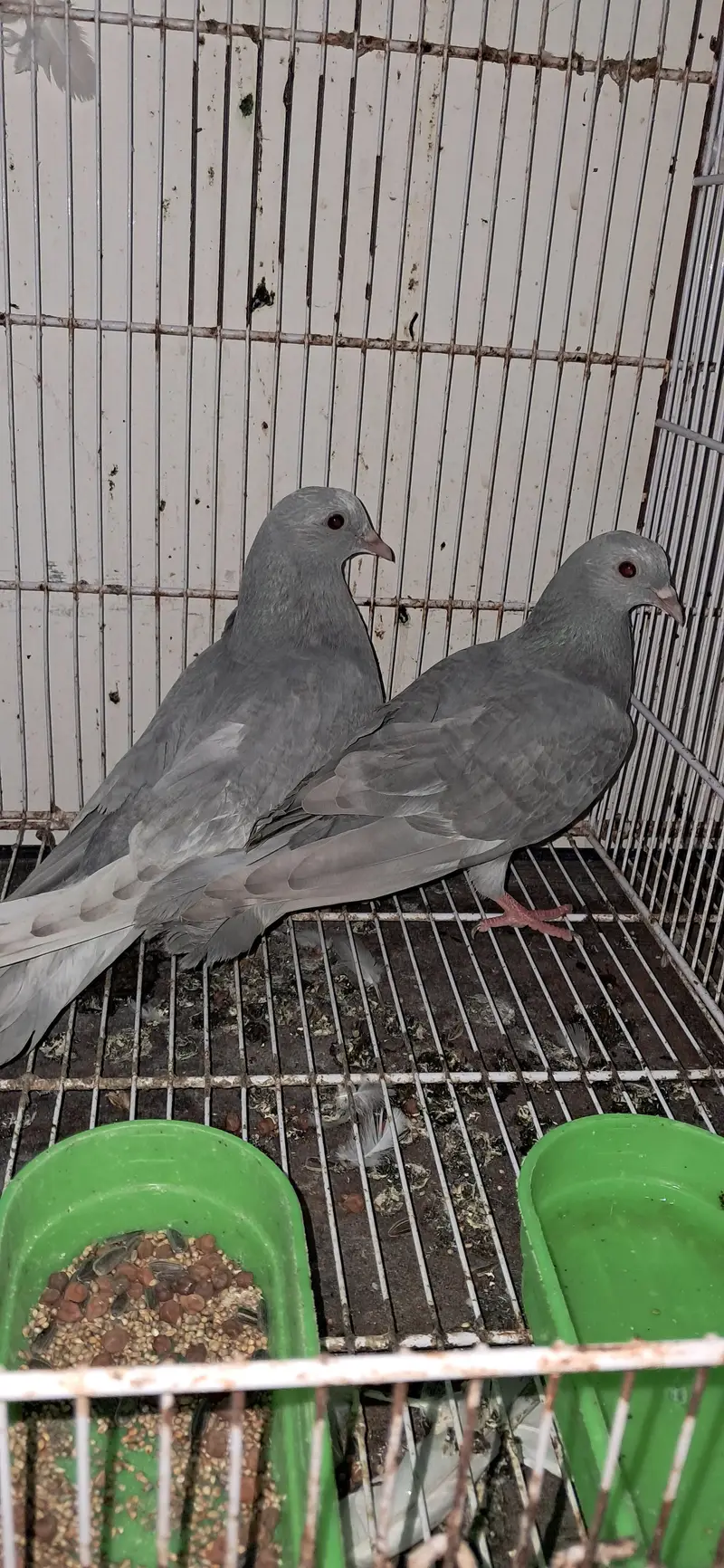 KABLI PEIGONS — photo 9