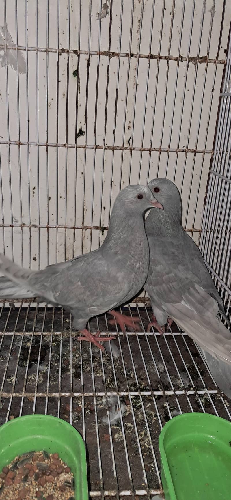 KABLI PEIGONS 9