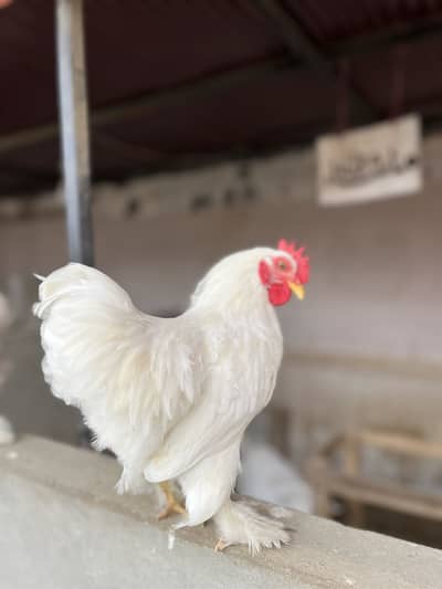 White bantam trio