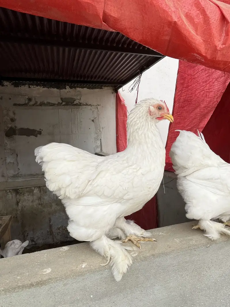 White bantam trio — photo 2