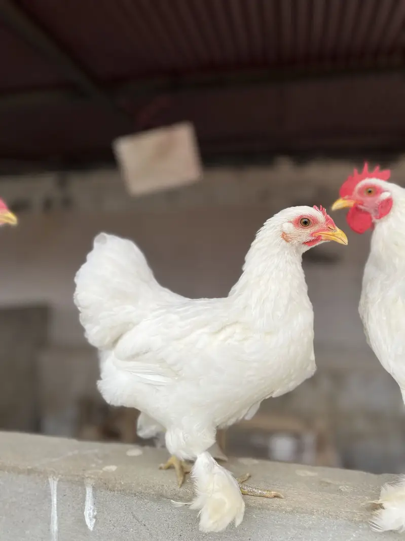 White bantam trio — photo 3