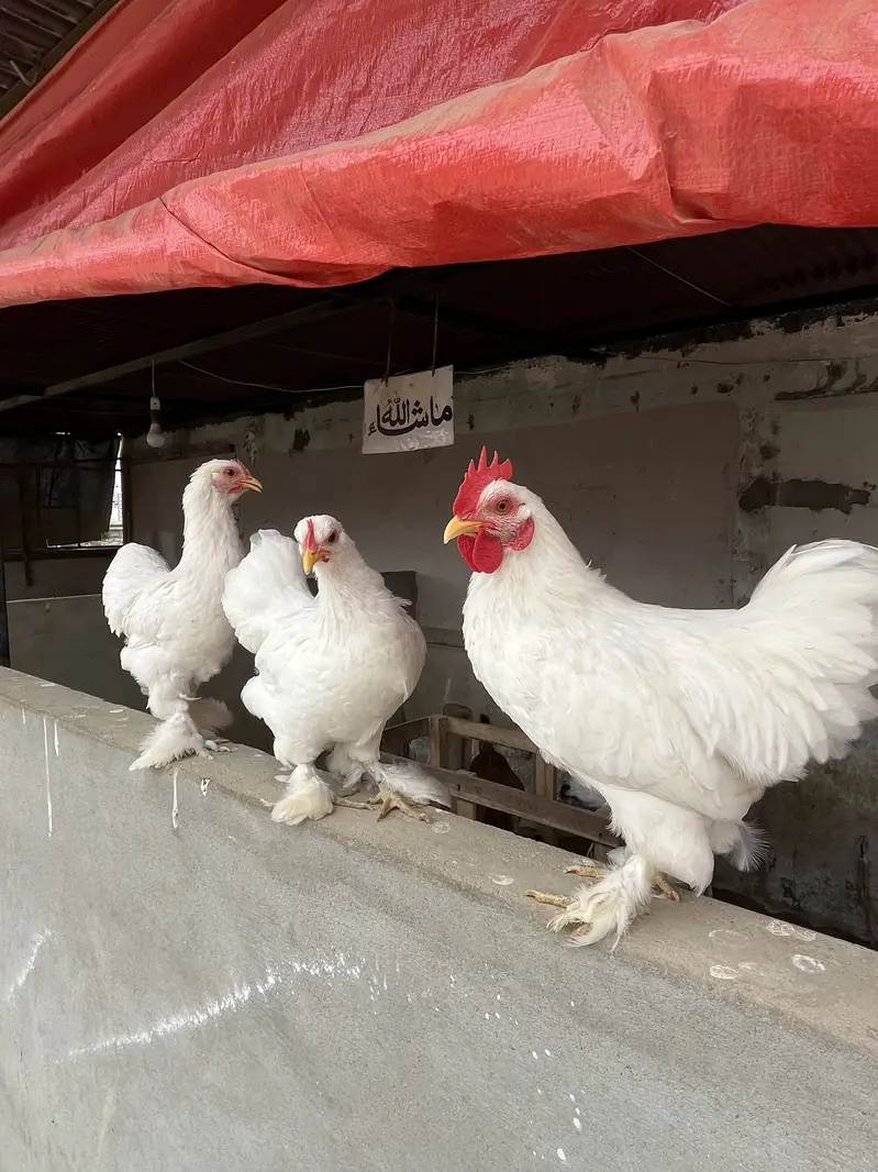 White bantam trio — photo 4