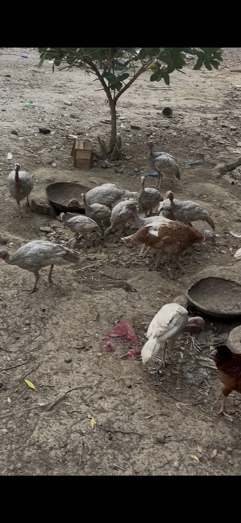 Blue slate Turkey age range 6-7 months
