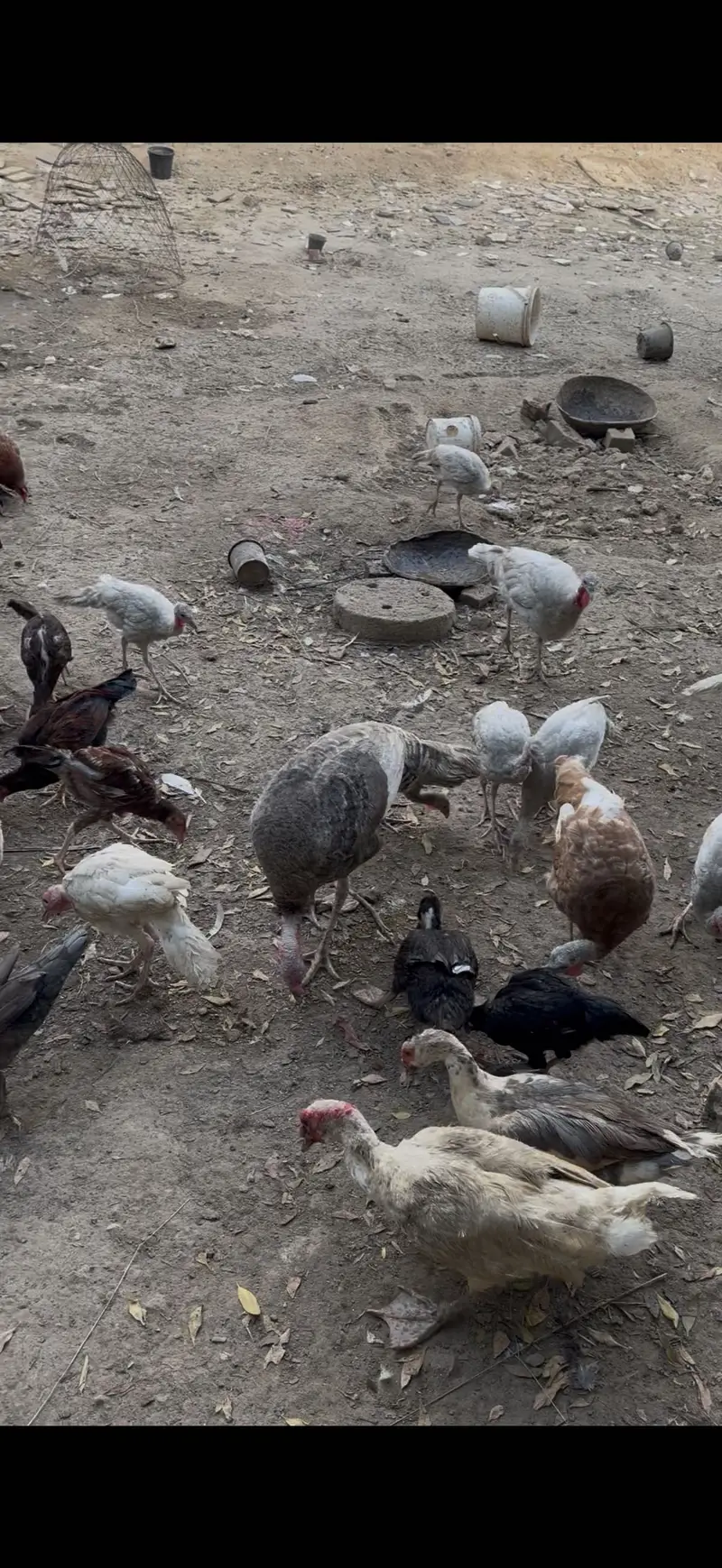 Blue slate Turkey age range 6-7 months — photo 2