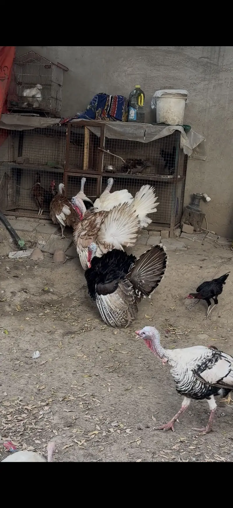 Blue slate Turkey age range 6-7 months — photo 3