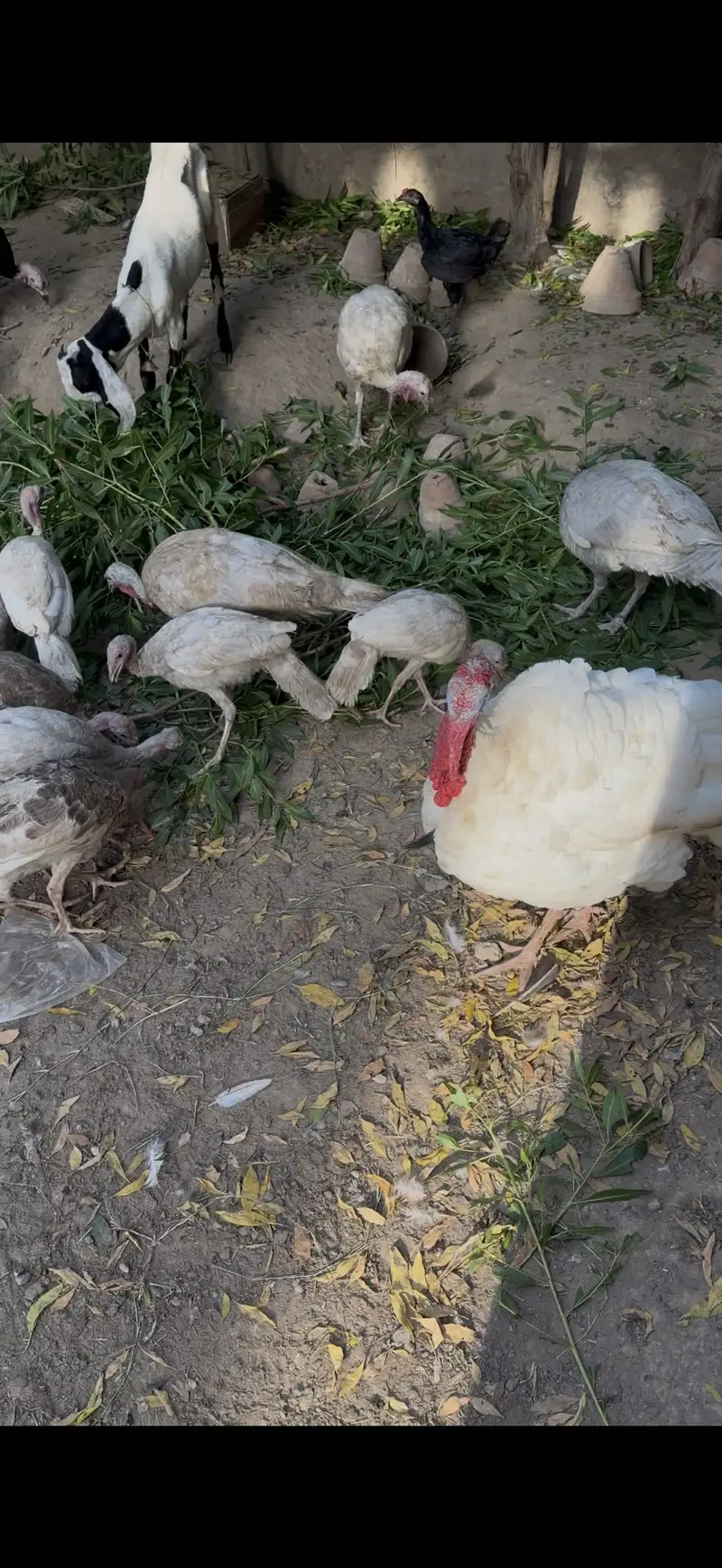 Blue slate Turkey age range 6-7 months — photo 5