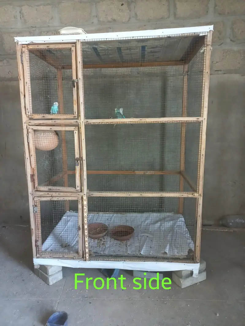 Wooden cage & 1 pair Australian with 1 chick — photo 3