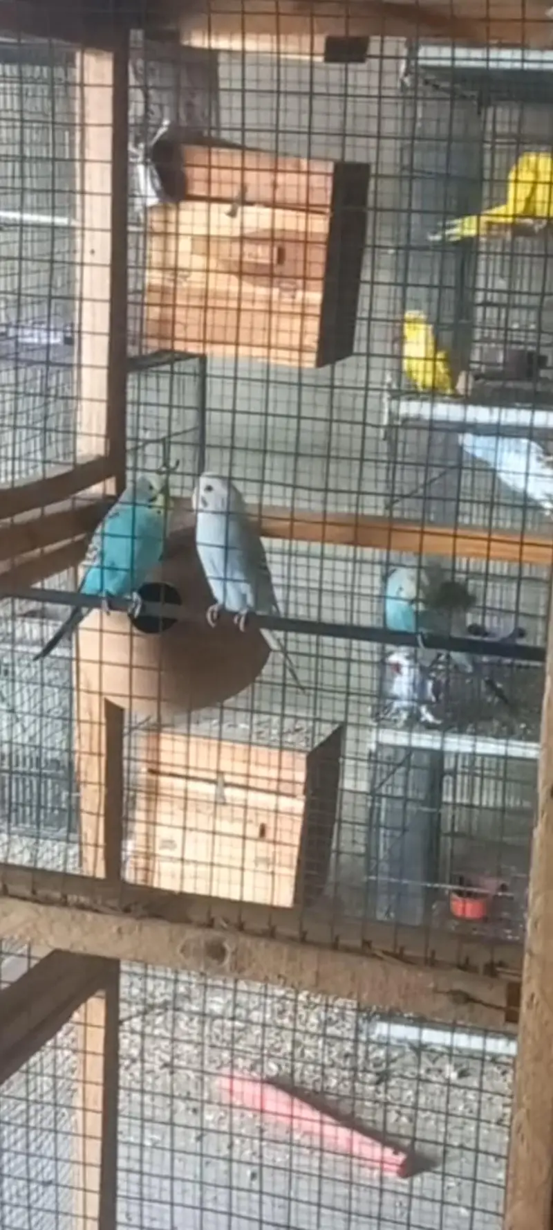 Wooden cage & 1 pair Australian with 1 chick — photo 6