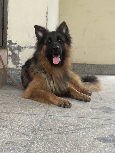 Pink pedigree Long Coat German shephard  Dog for Sale