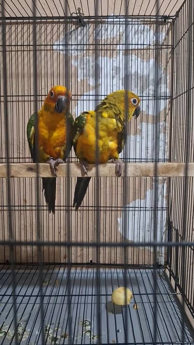 sunconure 1 year young pair with DNA