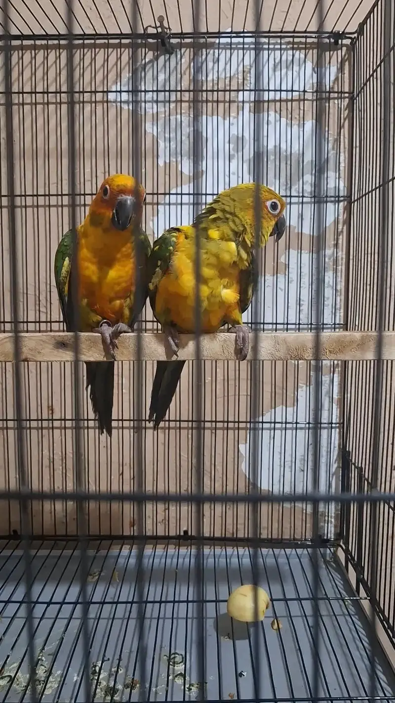 sunconure 1 year young pair with DNA