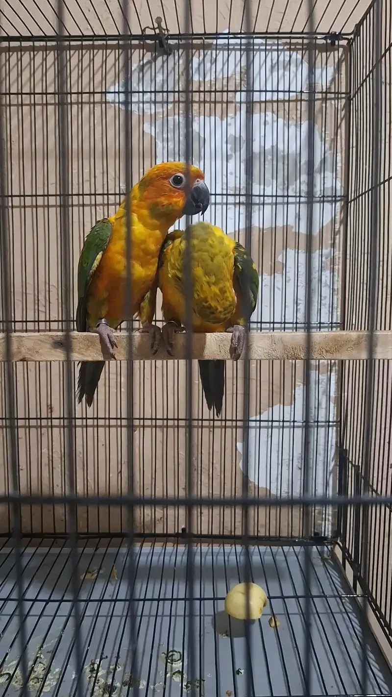 sunconure 1 year young pair with DNA — photo 2