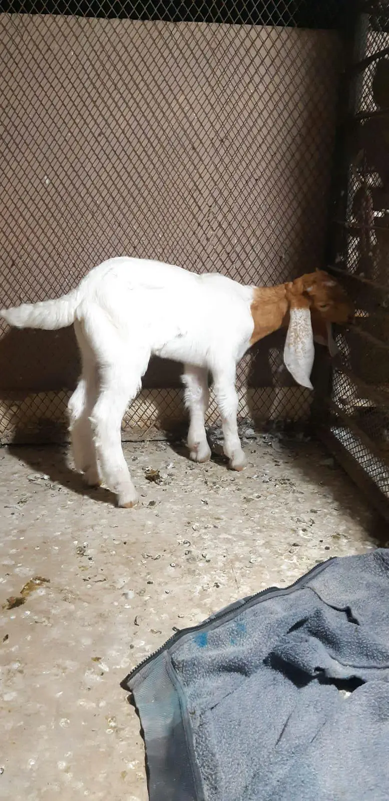 Acha male hai 4 month Ka hai dew milra hai — photo 2