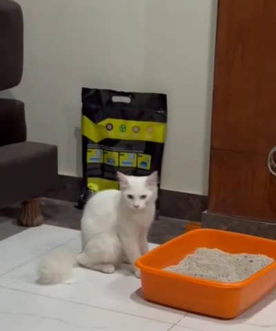 persian kitten for adoption