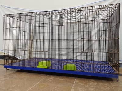 good size Budgie Pair