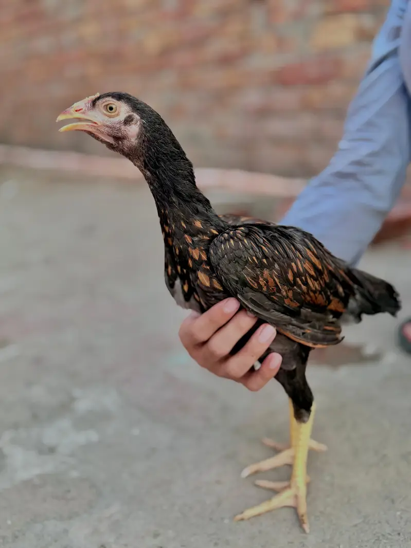 mianwali aseel chicks heavy blood line
