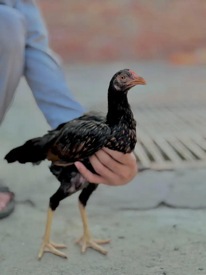 mianwali aseel chicks heavy blood line — photo 2