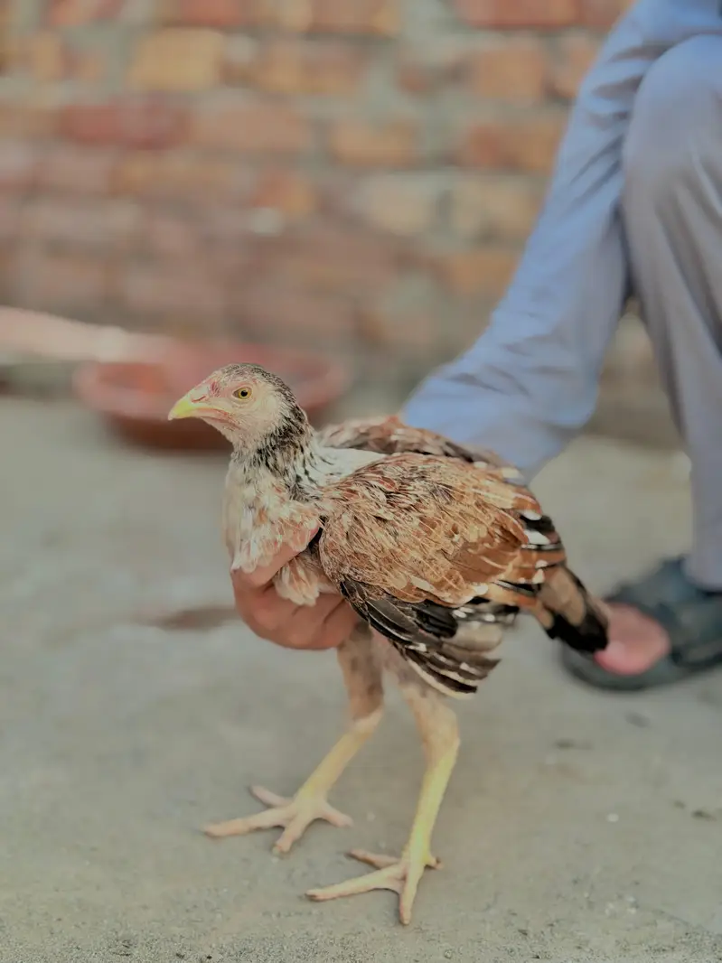 mianwali aseel chicks heavy blood line — photo 3