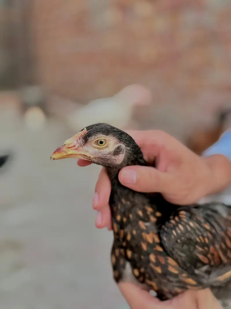 mianwali aseel chicks heavy blood line — photo 4
