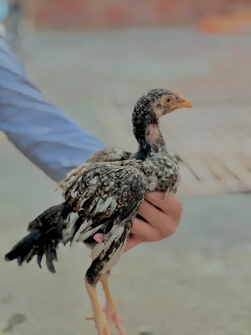 mianwali aseel chicks heavy blood line — photo 6