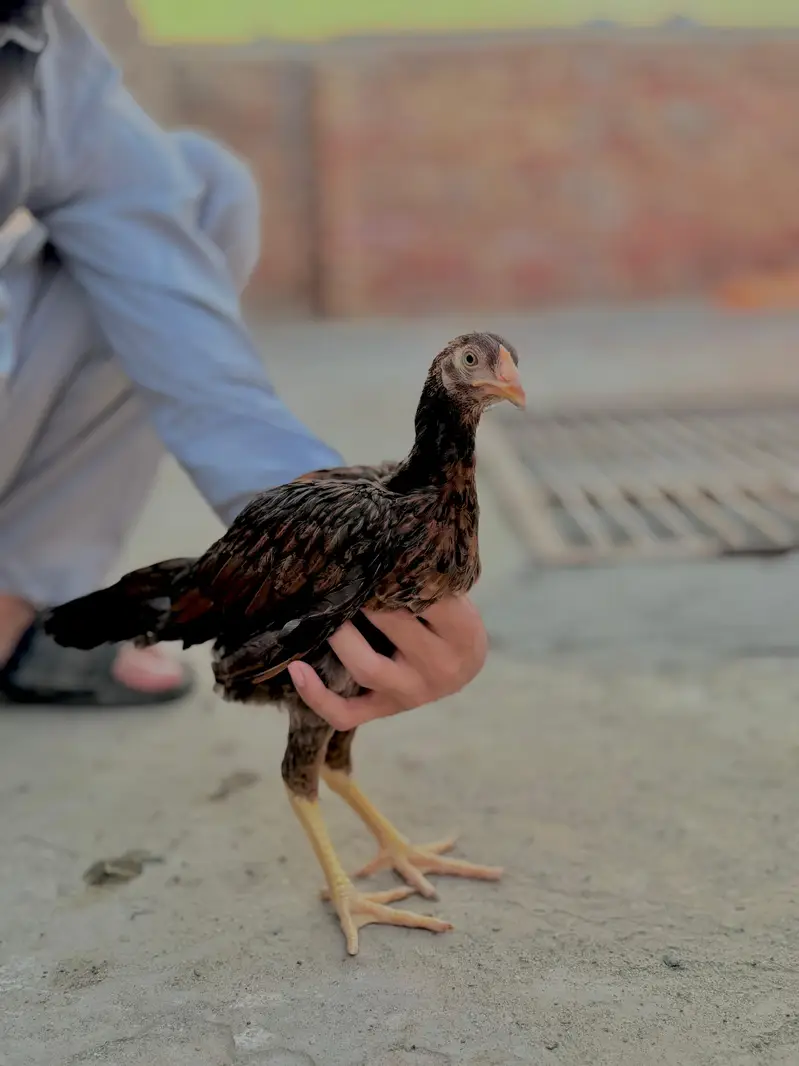 mianwali aseel chicks heavy blood line — photo 7