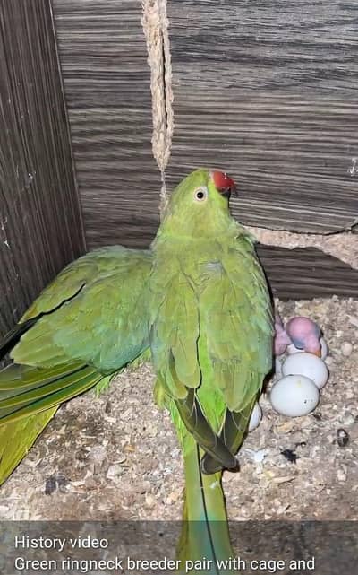 ringneck brrder pair with history for sale space iseu