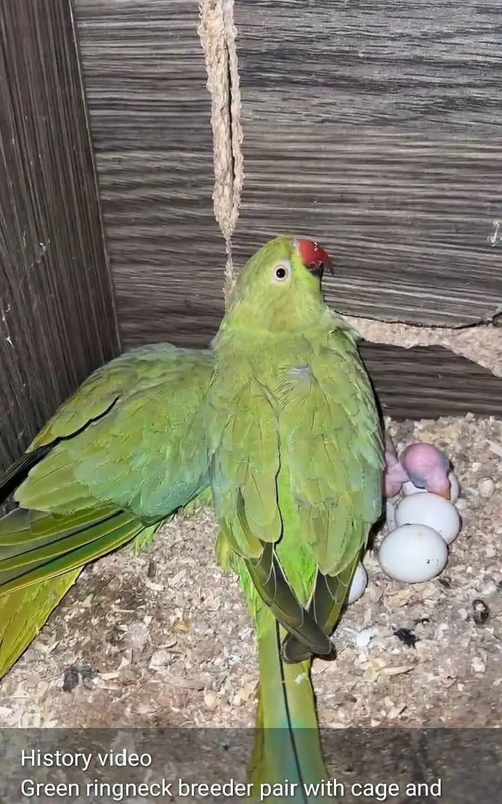 ringneck brrder pair with history for sale space iseu