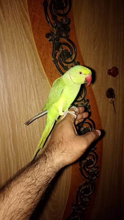 mithu