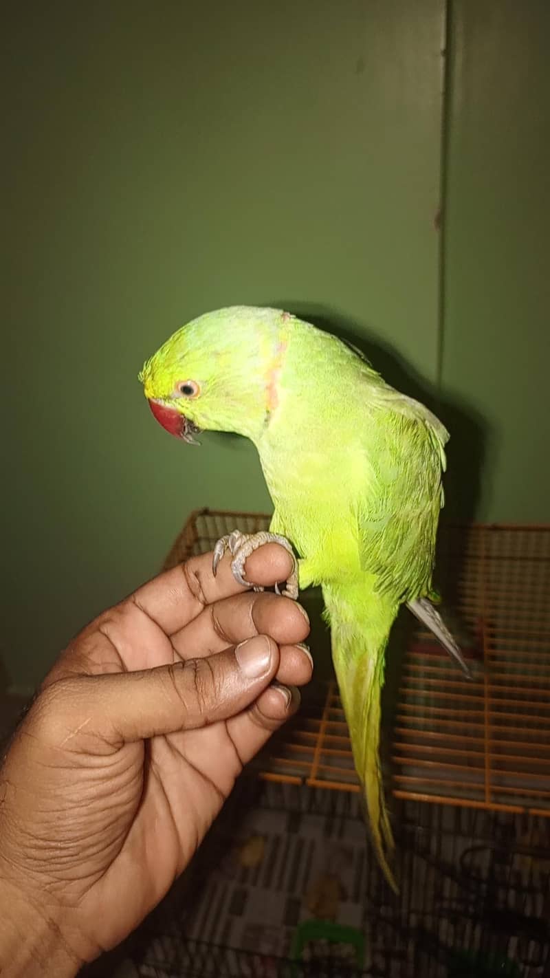 mithu 1
