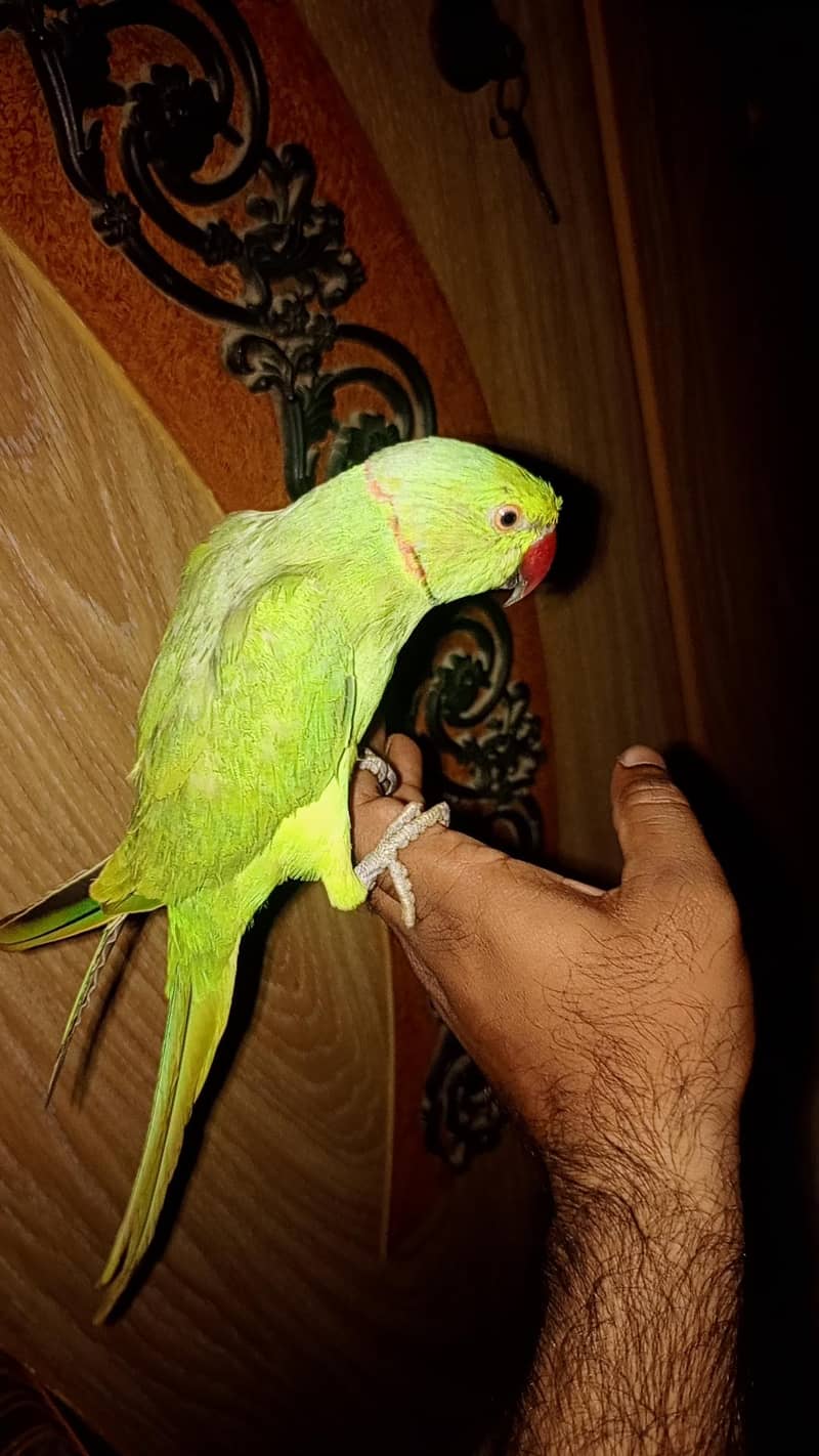 mithu 2