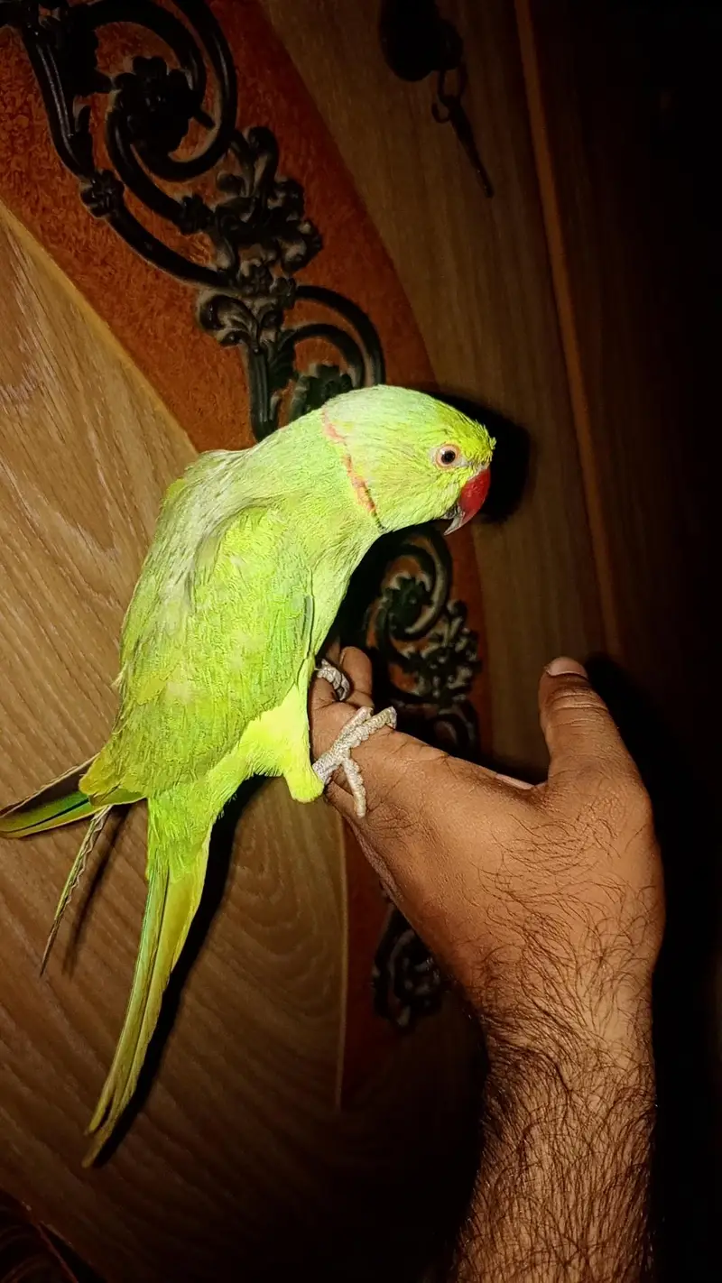 mithu — photo 3