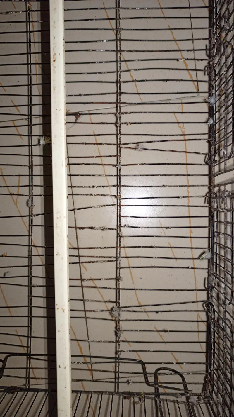 mithu — photo 5