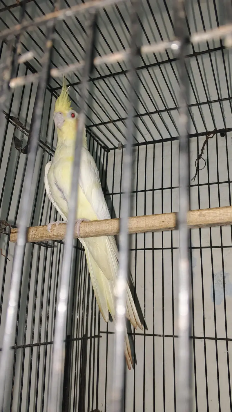 cocktail breeder pair ha