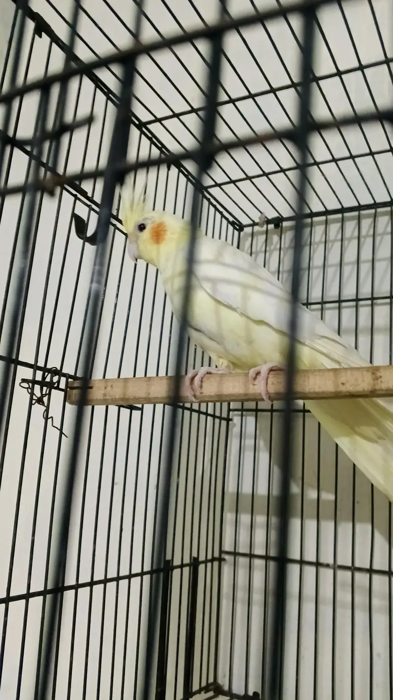 cocktail breeder pair ha — photo 2