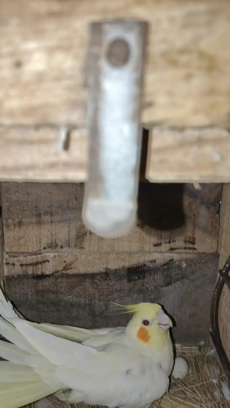 cocktail breeder pair ha — photo 3