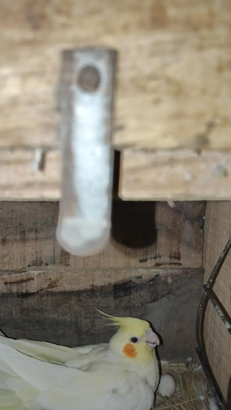 cocktail breeder pair ha — photo 4