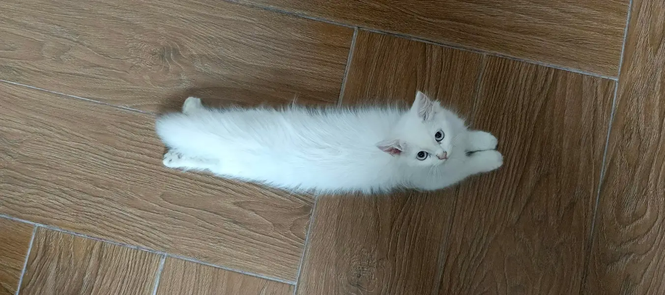 Male pure persion kitten